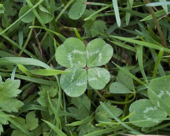 Are 5 leaf clovers real?