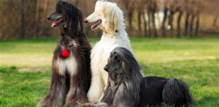 Are afghan hounds hypoallergenic?