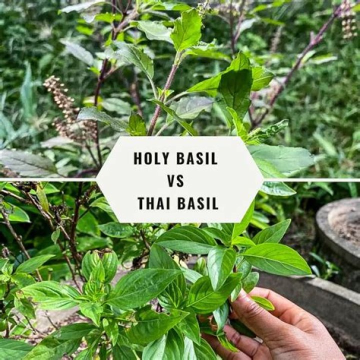 Are albahaca and basil the same thing?