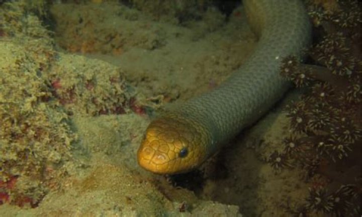 Are all sea snakes venomous?