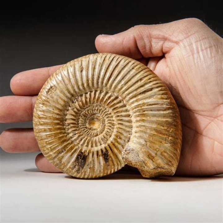 Are ammonite fossils worth money?