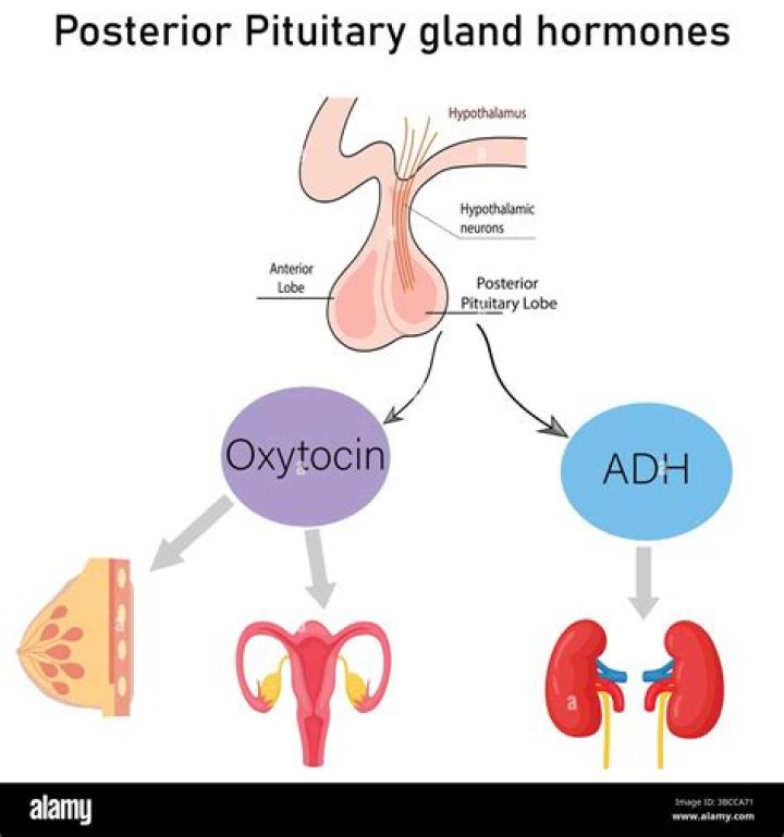 Are anterior pituitary hormones synthesized in the hypothalamus?