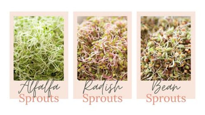 Are arugula sprouts good for you?