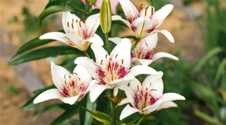 Are asiatic lilies perennials?