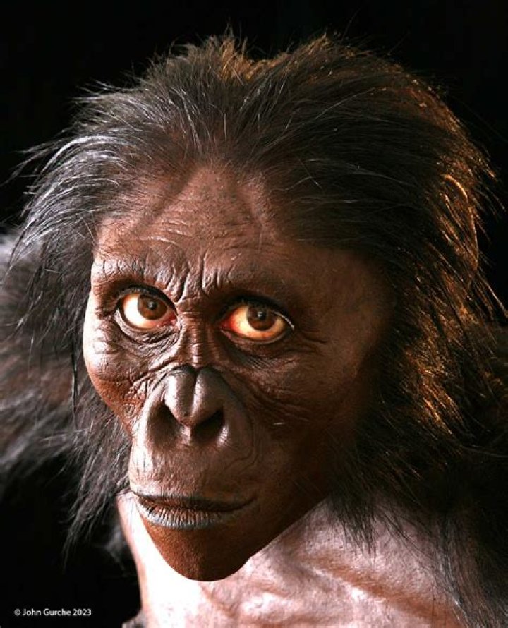 Are australopithecus afarensis human?