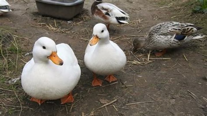 Are aylesbury ducks endangered?
