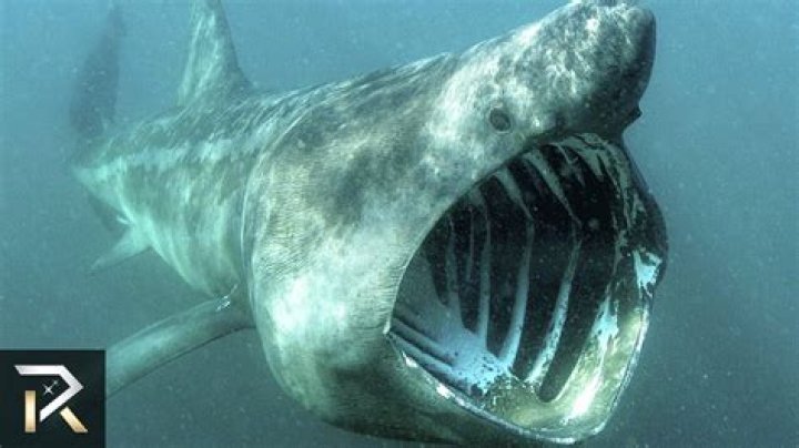 Are basking sharks harmless?