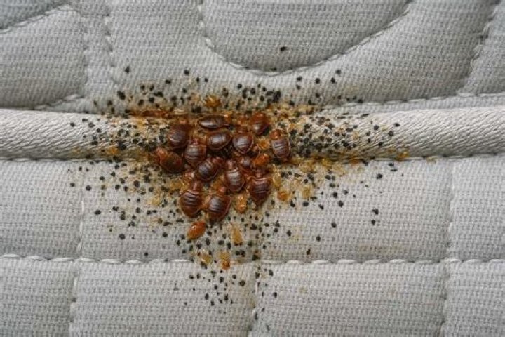 Are bed bugs from being dirty?