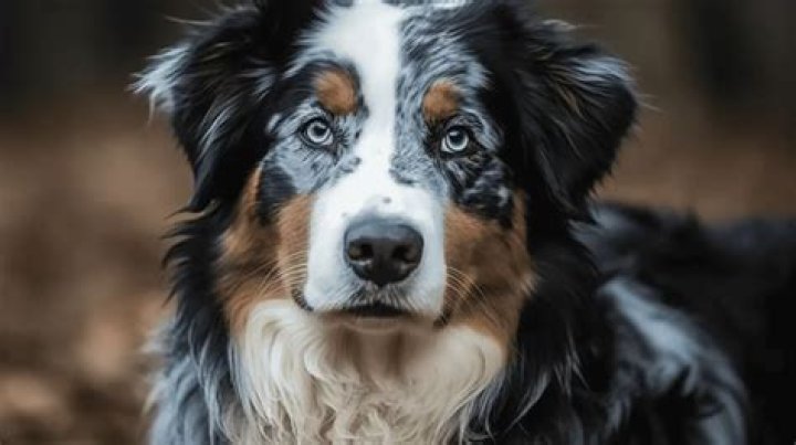 Are bernese mountain dogs high energy?