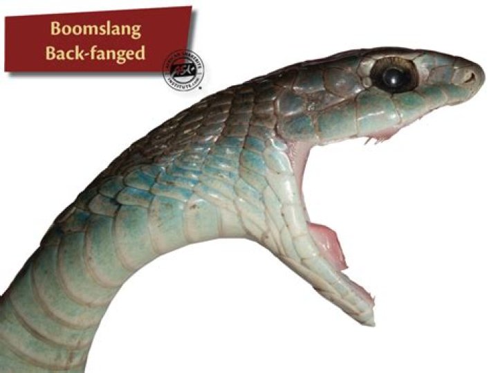 Are boomslang rear fanged?