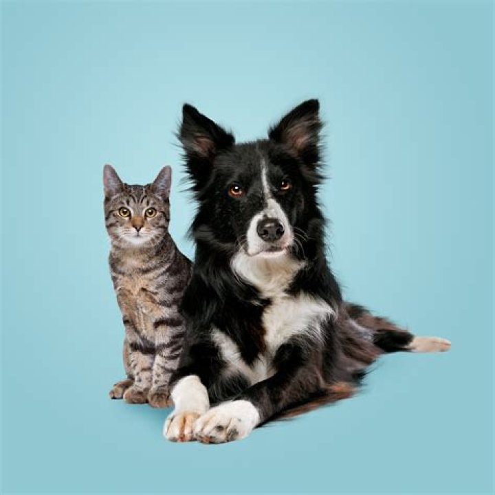 Are border collies good with cats?