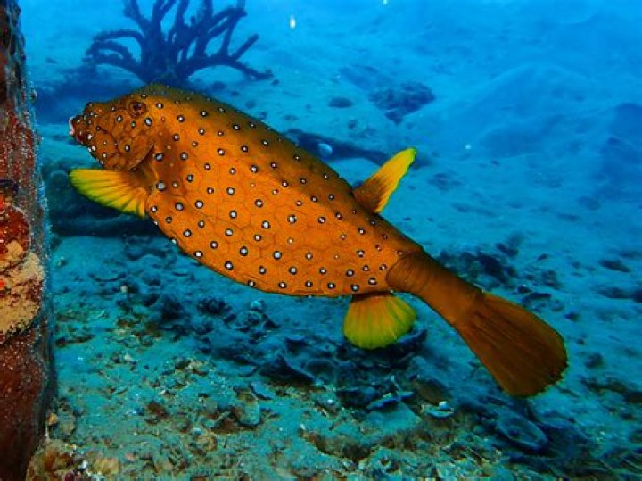 Are boxfish poisonous to humans?