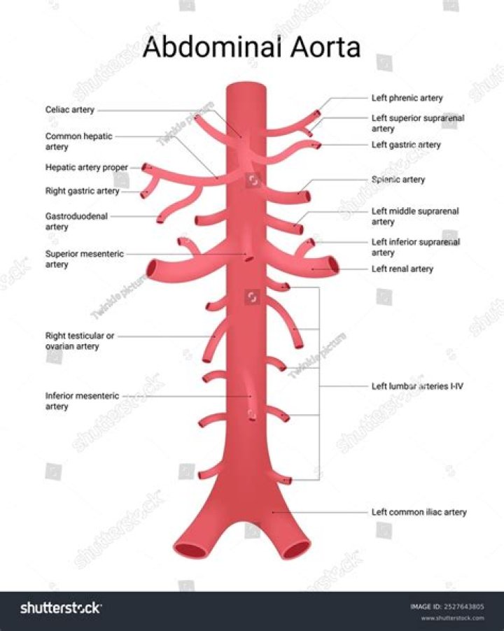 Are branches of abdominal aorta?