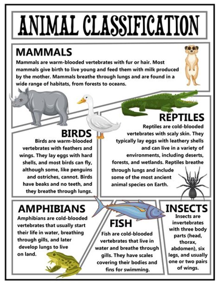 Are bugs classified as animals?