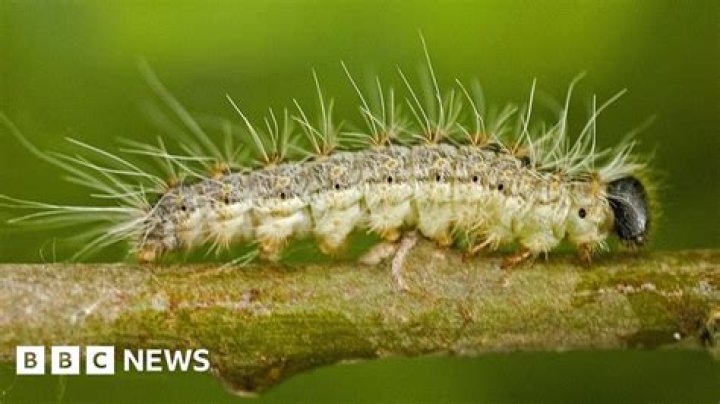 Are caterpillars poisonous uk?