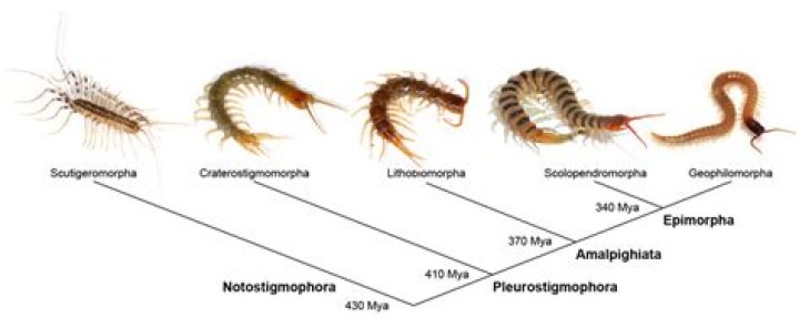 Are centipedes dangerous to humans?