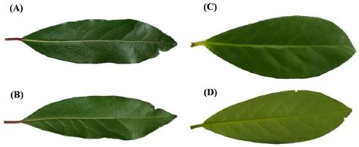 Are cherry tree leaves poisonous to humans?