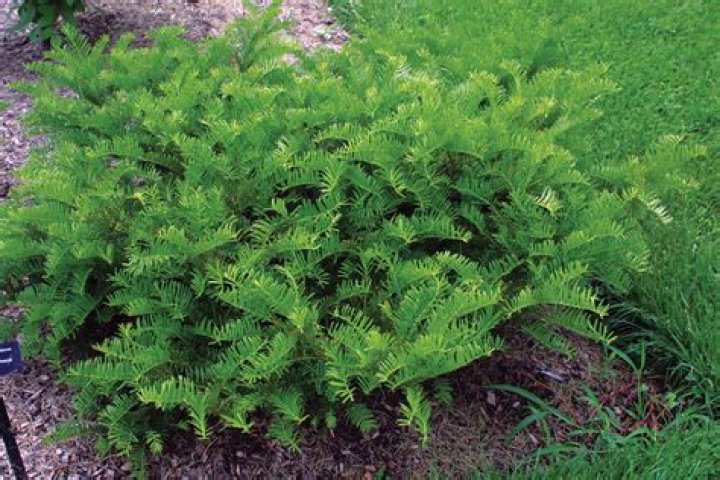 Are chionodoxa deer resistant?