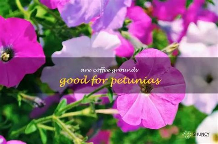 Are coffee grounds good for petunias?