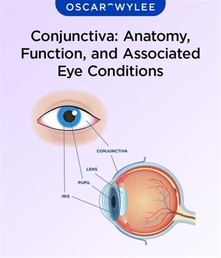 Are conjunctiva and cornea?