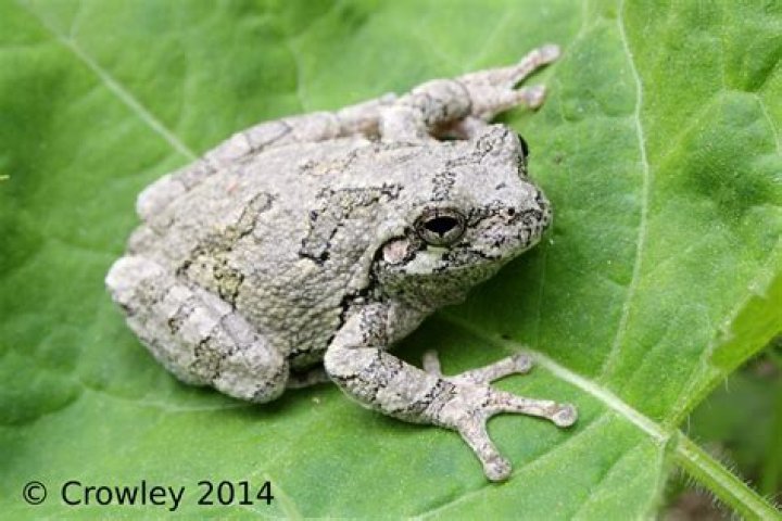 Are cope's grey tree frogs poisonous?