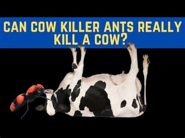 Are cow killer ants dangerous?
