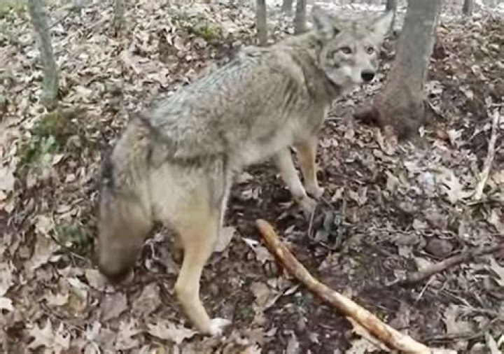 Are coyotes dangerous to humans?