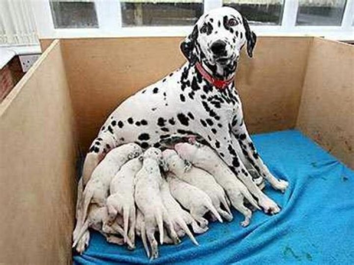 Are dalmatians born with spots?