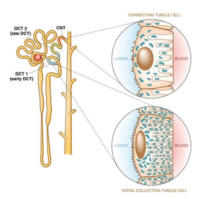 Are distal convoluted tubule?