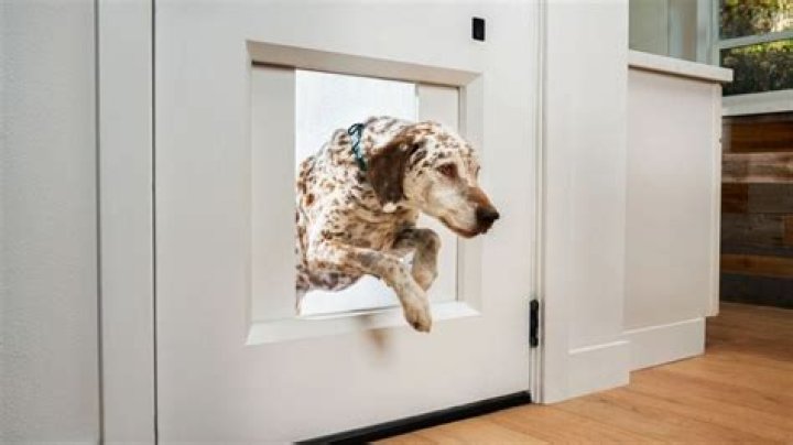 Are doggy doors a good idea?