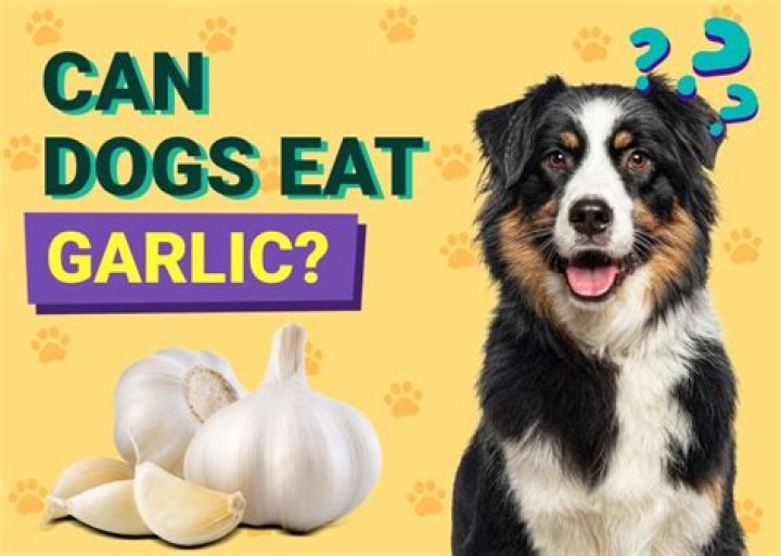 Are dogs ok with garlic?