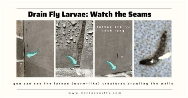 Are drain fly larvae harmful?