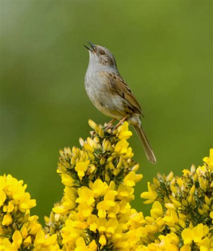 Are dunnocks solitary birds?