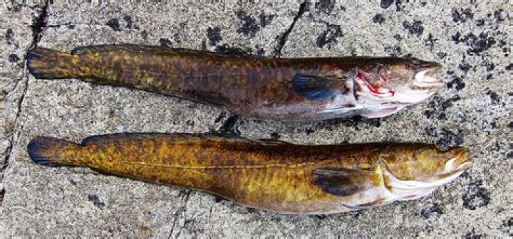Are eelpout and burbot the same?