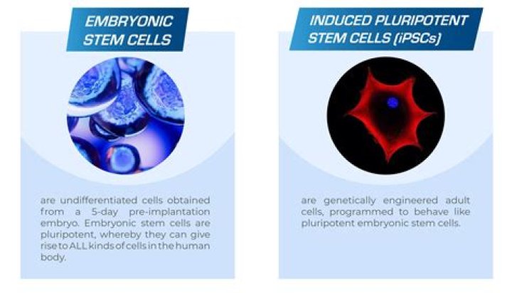 Are embryonic stem cells pluripotent?