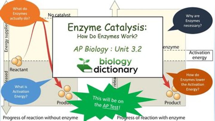 Are enzymes biological catalysts?