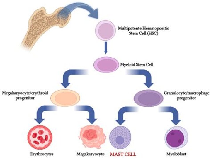 Are eosinophils mast cells?