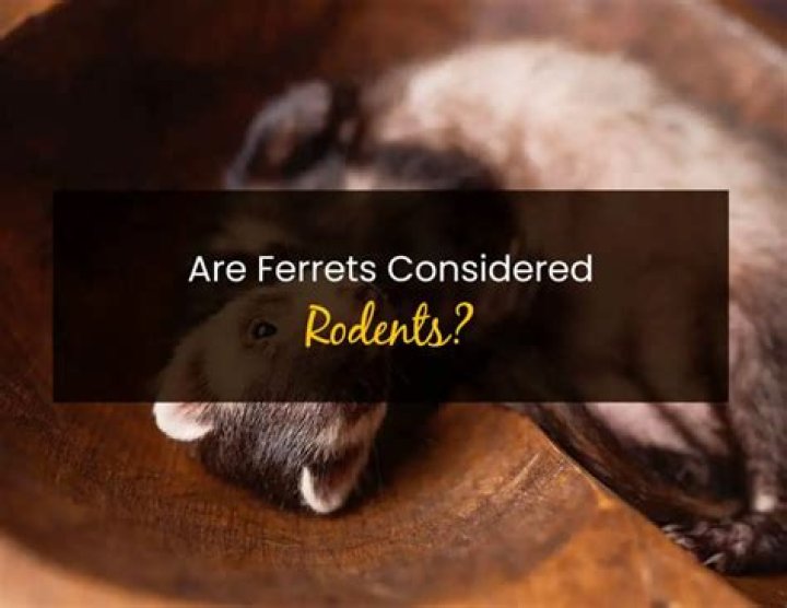 Are ferrets considered rodents?