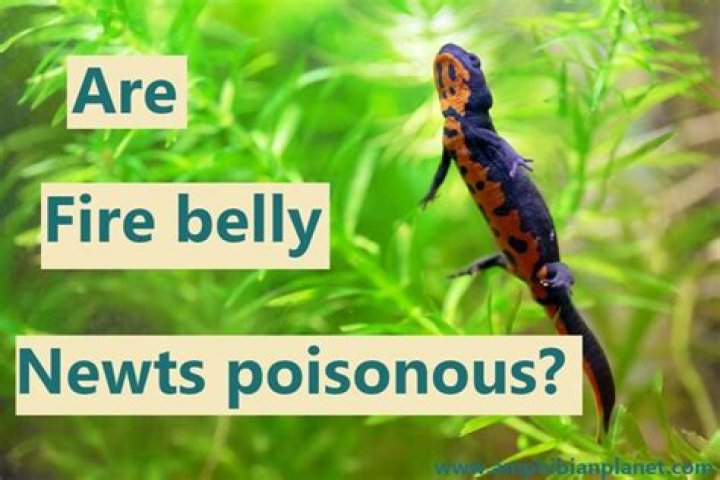 Are fire belly newts?