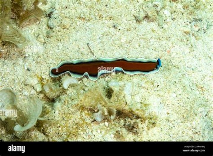 Are flatworms segmented or unsegmented?