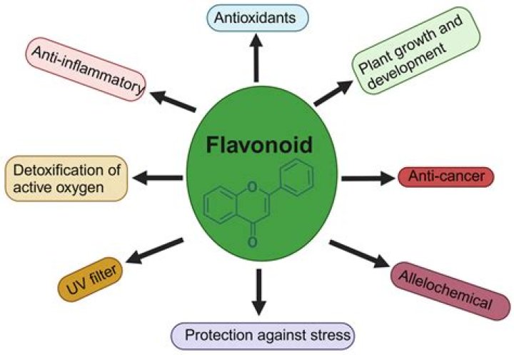 Are flavonoids and flavonoids the same?