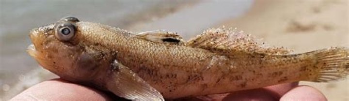 Are goby fish edible?