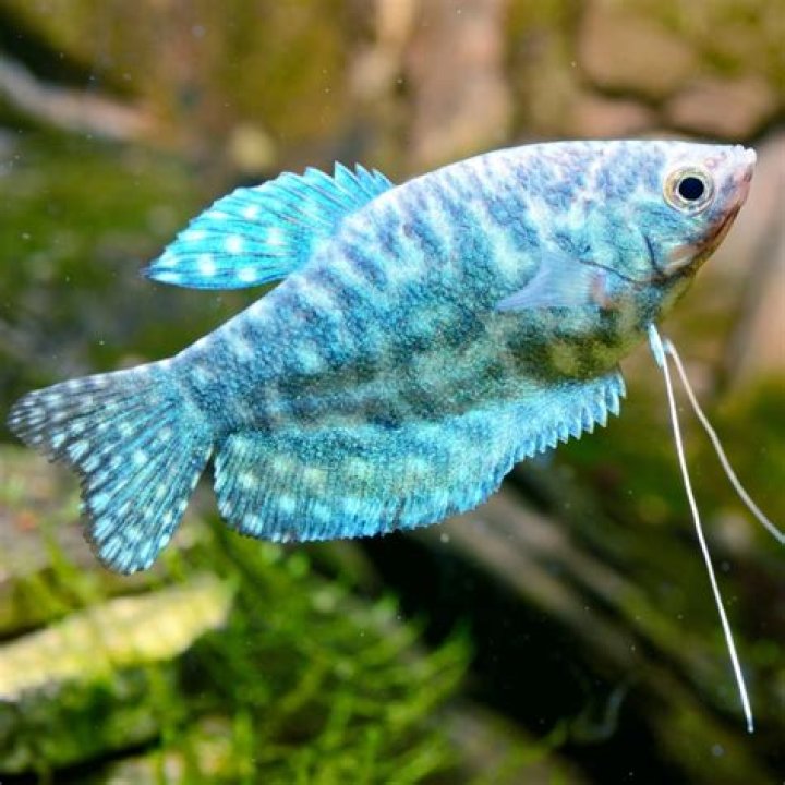 Are gourami fish aggressive?