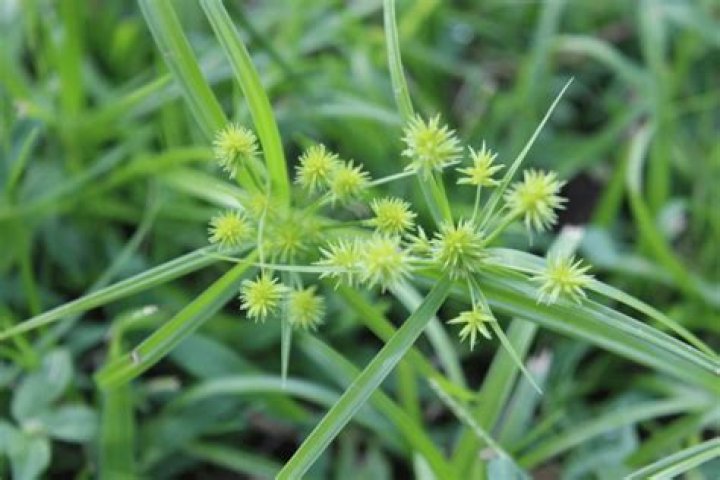 Are grass burrs poisonous?