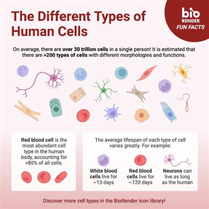 Are half the cells in your body microorganisms?