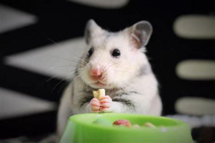 Are hamsters color blind?