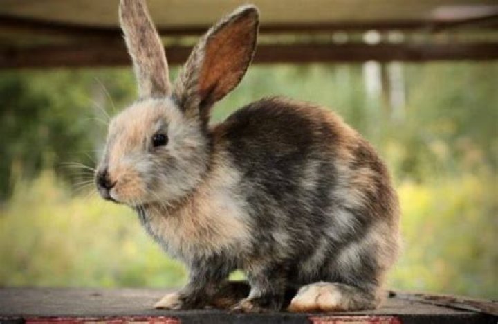 Are harlequin rabbits endangered?