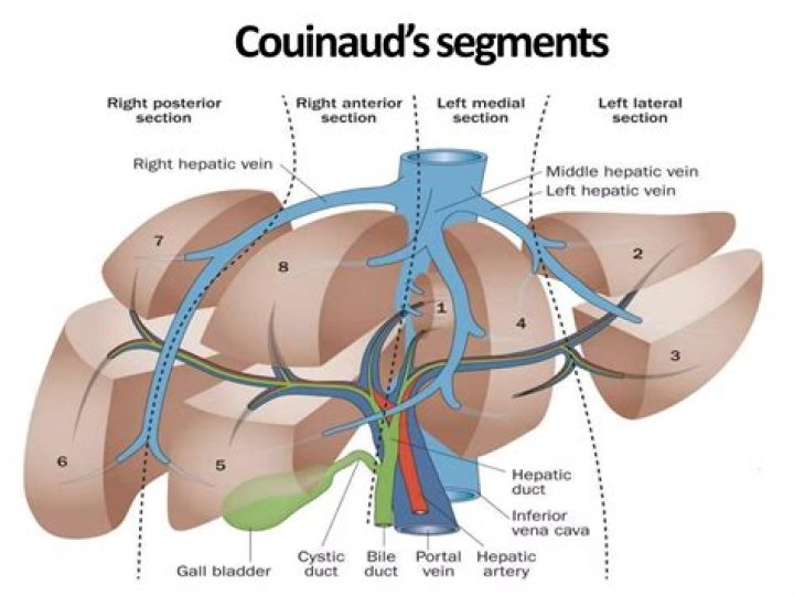 Are hepatic veins intersegmental vs intersegmental?
