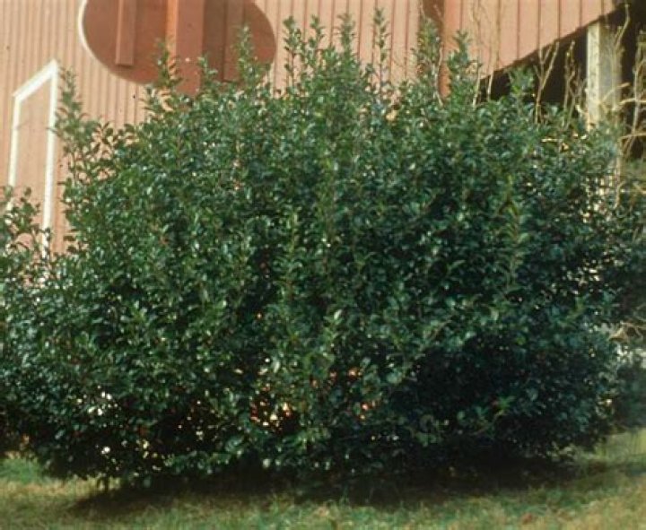 Are holly deer resistant?