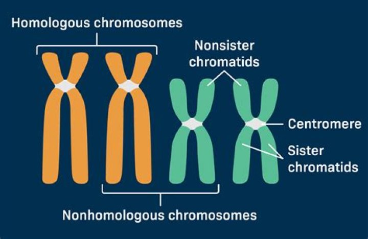 Are homologous chromosomes identical to each other?